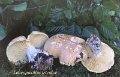 Leucopaxillus compactus-amf1245